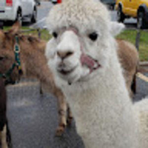 Meet your Posher, Dawn